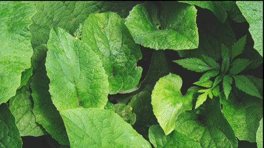 About Botanicals and Aging Skin