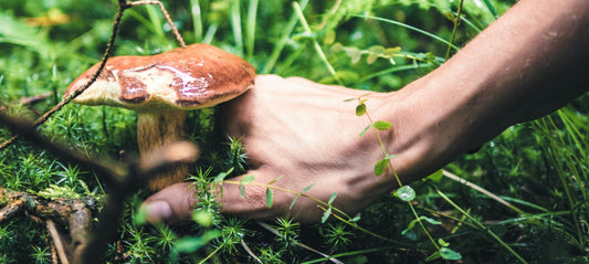 Ancient Beauty Secret