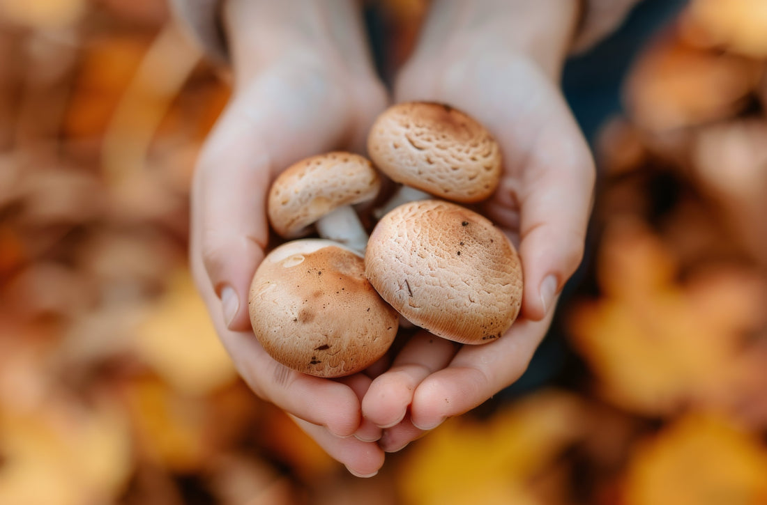 The Power of Mushroom Extracts