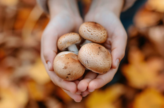 The Power of Mushroom Extracts
